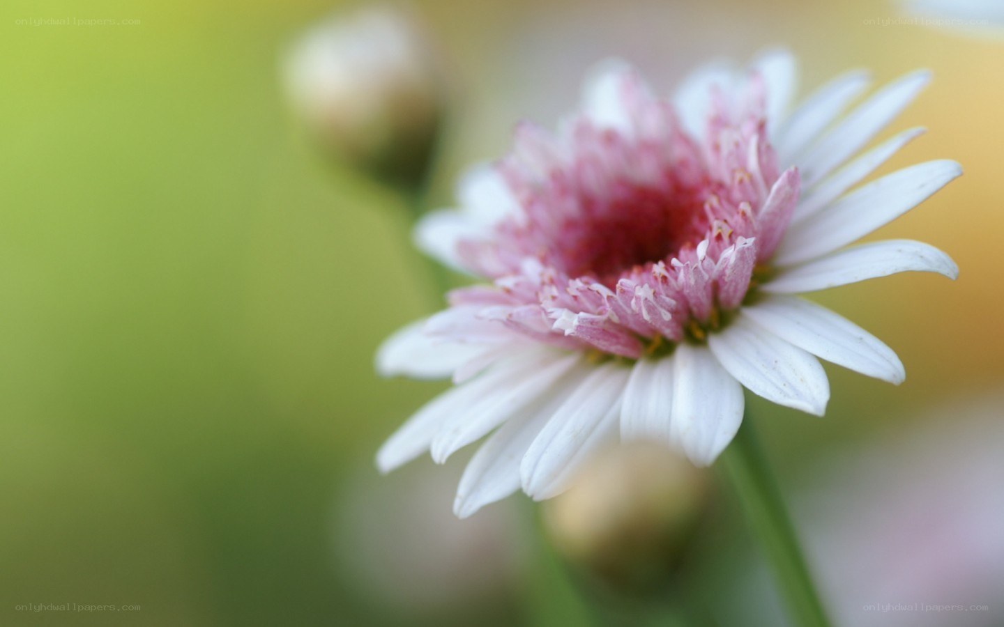 white daisy with pink center
