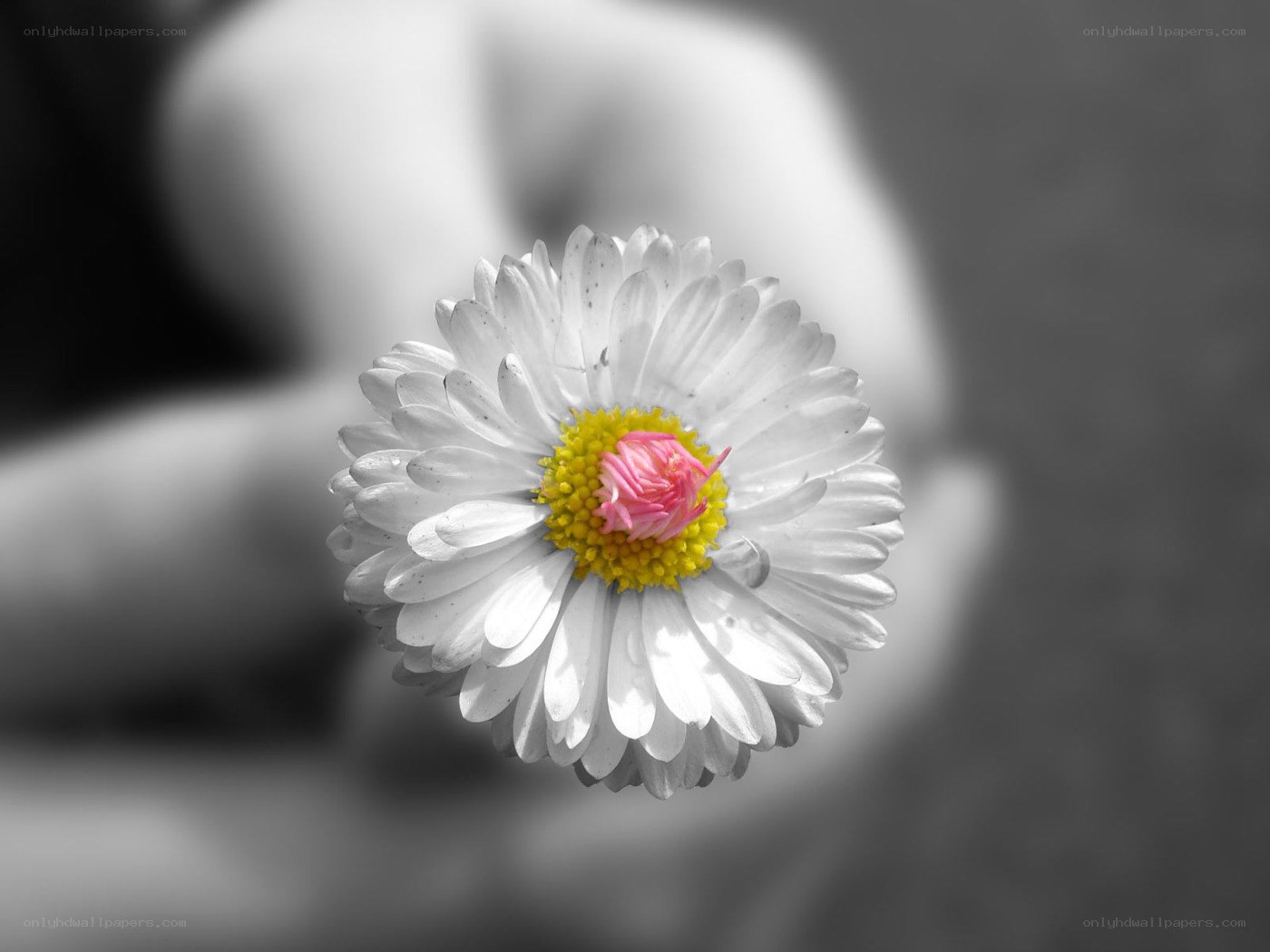 white daisy with pink center
