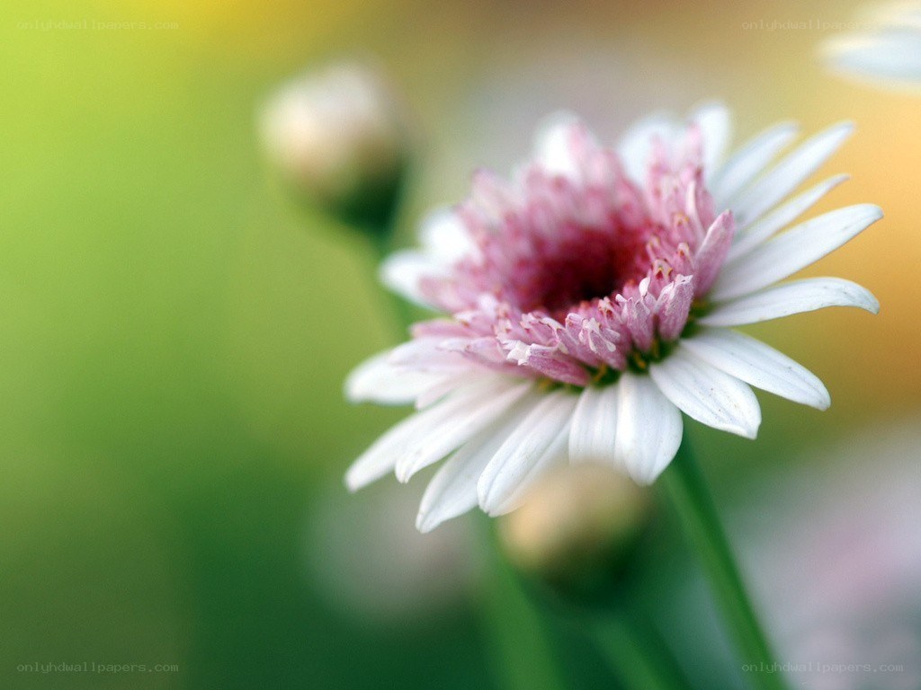 white daisy with pink center