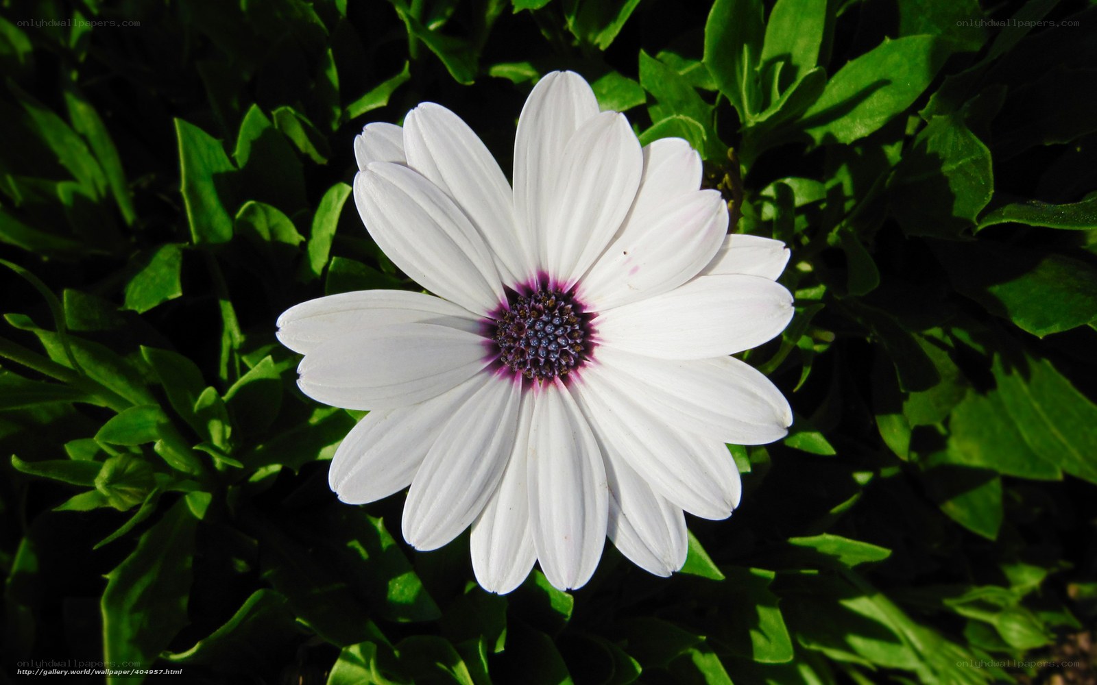 white daisy with purple center