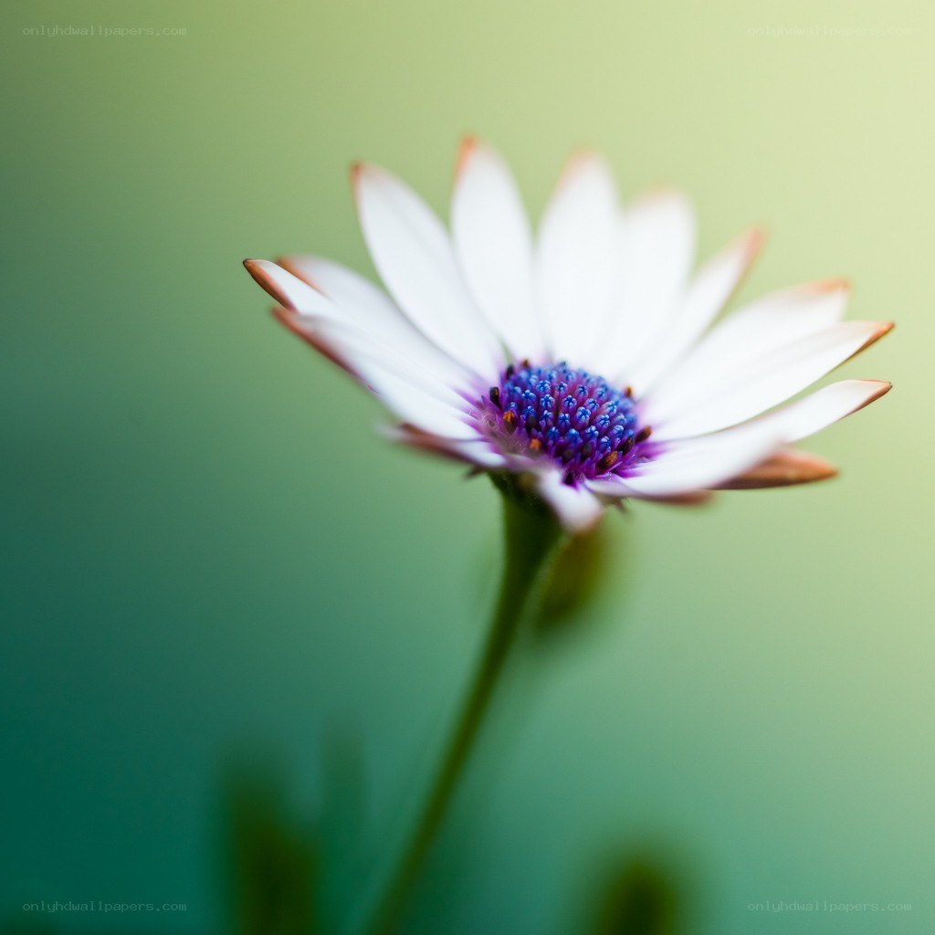 white daisy with purple center