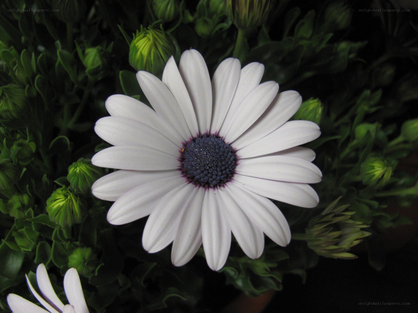 white daisy with purple center