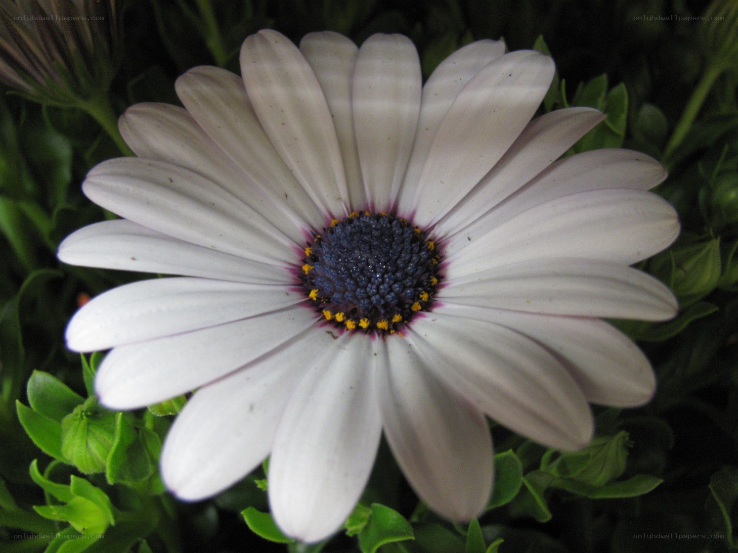 white daisy with purple center