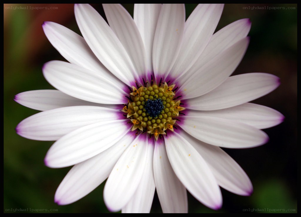 White daisy with purple center