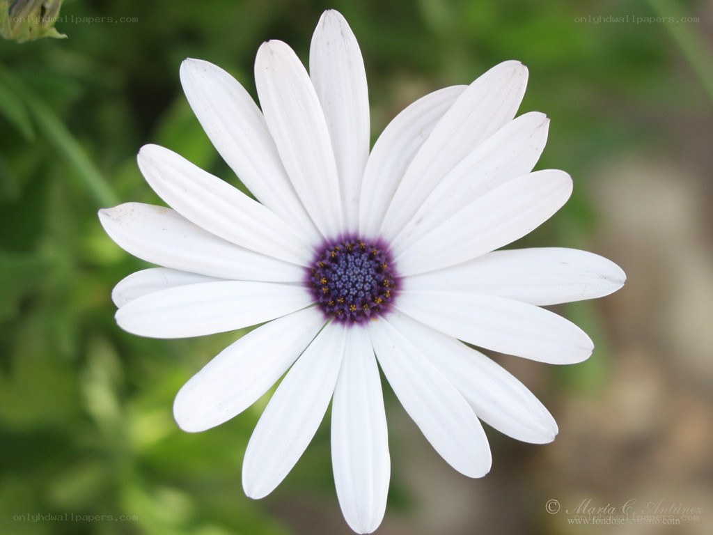 white daisy with purple center