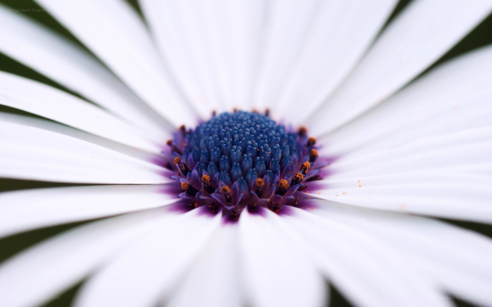 white daisy with purple center