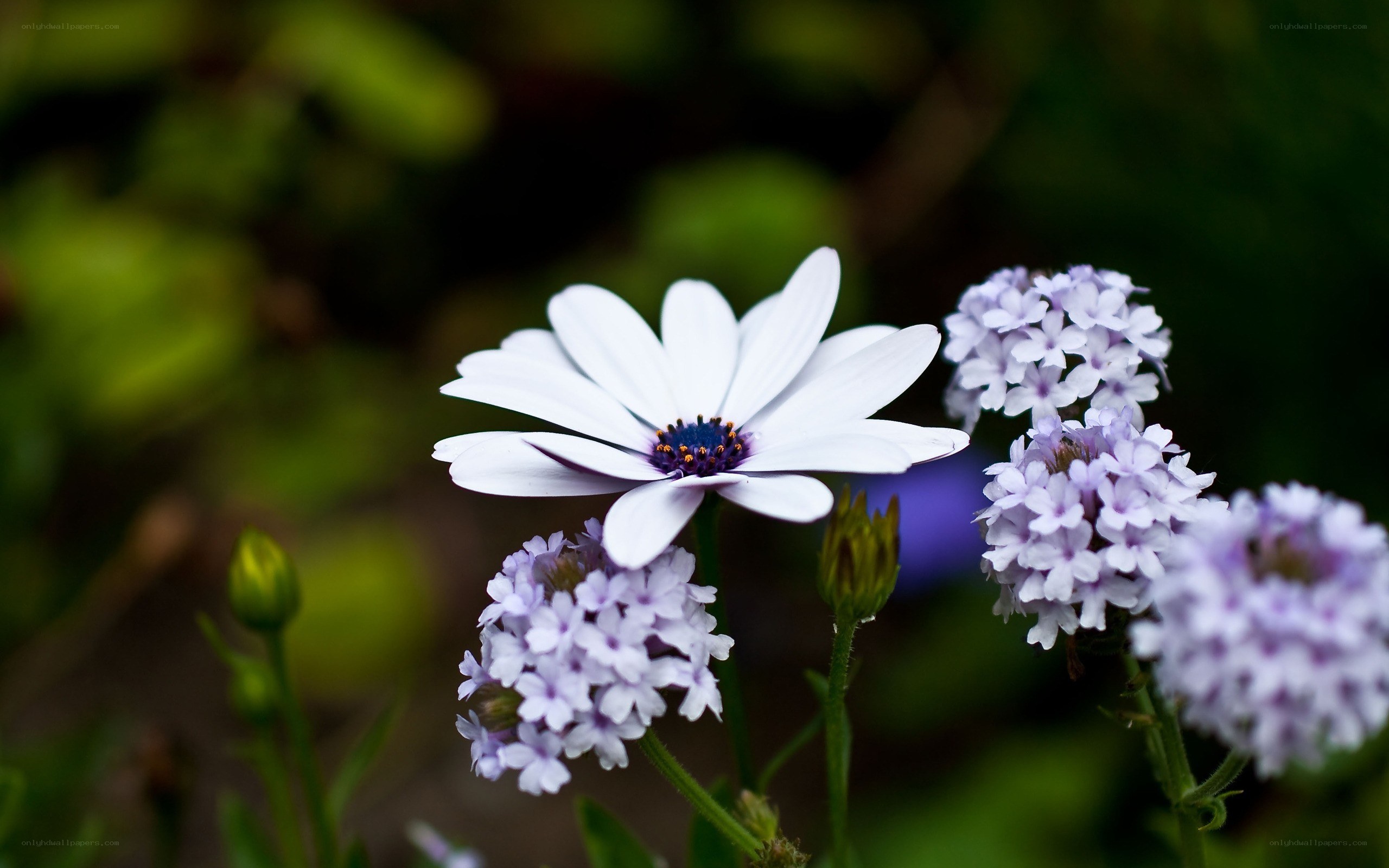 White daisy with purple flowers