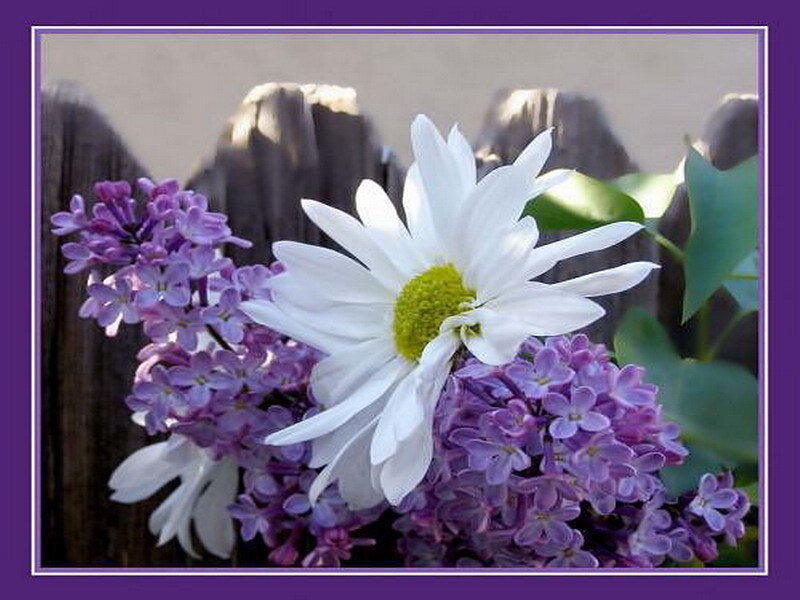 White daisy with purple lilacs