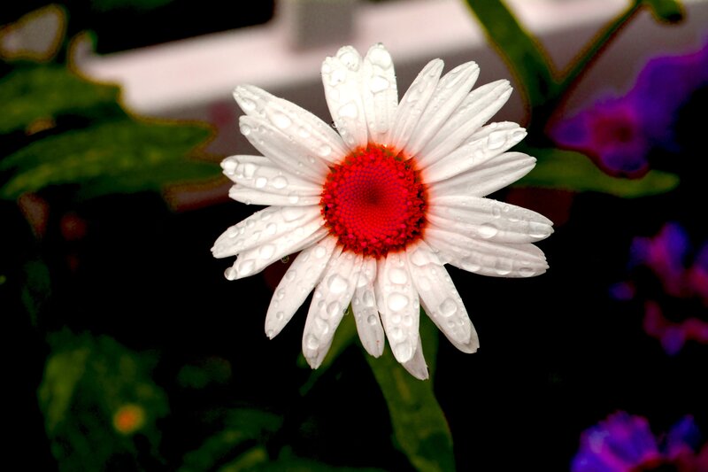 White Daisy with Red Center — Serene