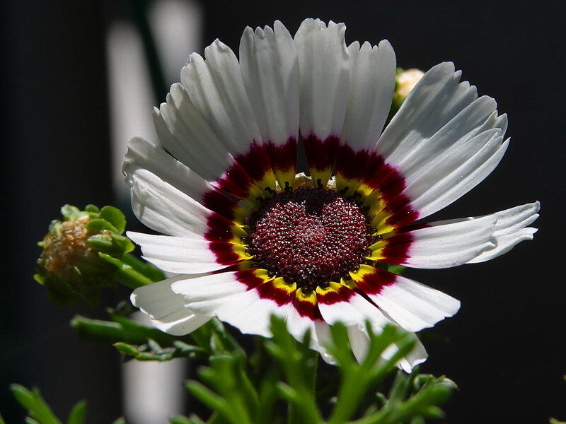 White Daisy with Red Center