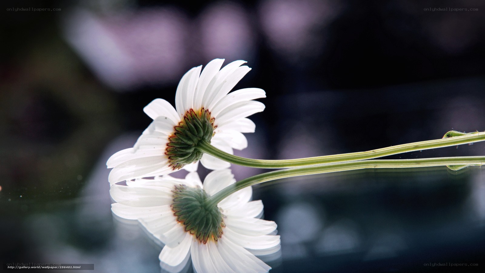 White daisy with reflection