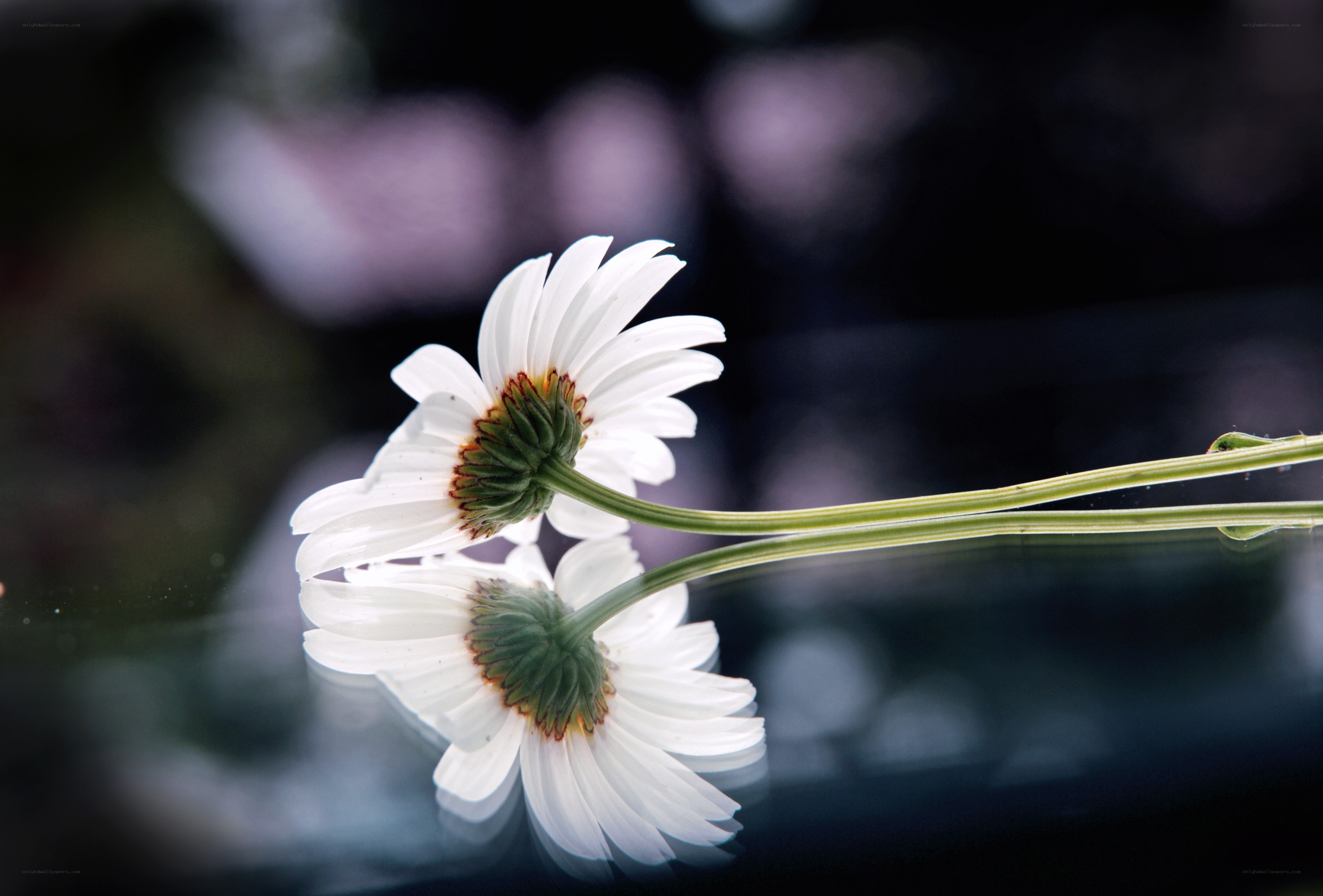 White daisy with reflection