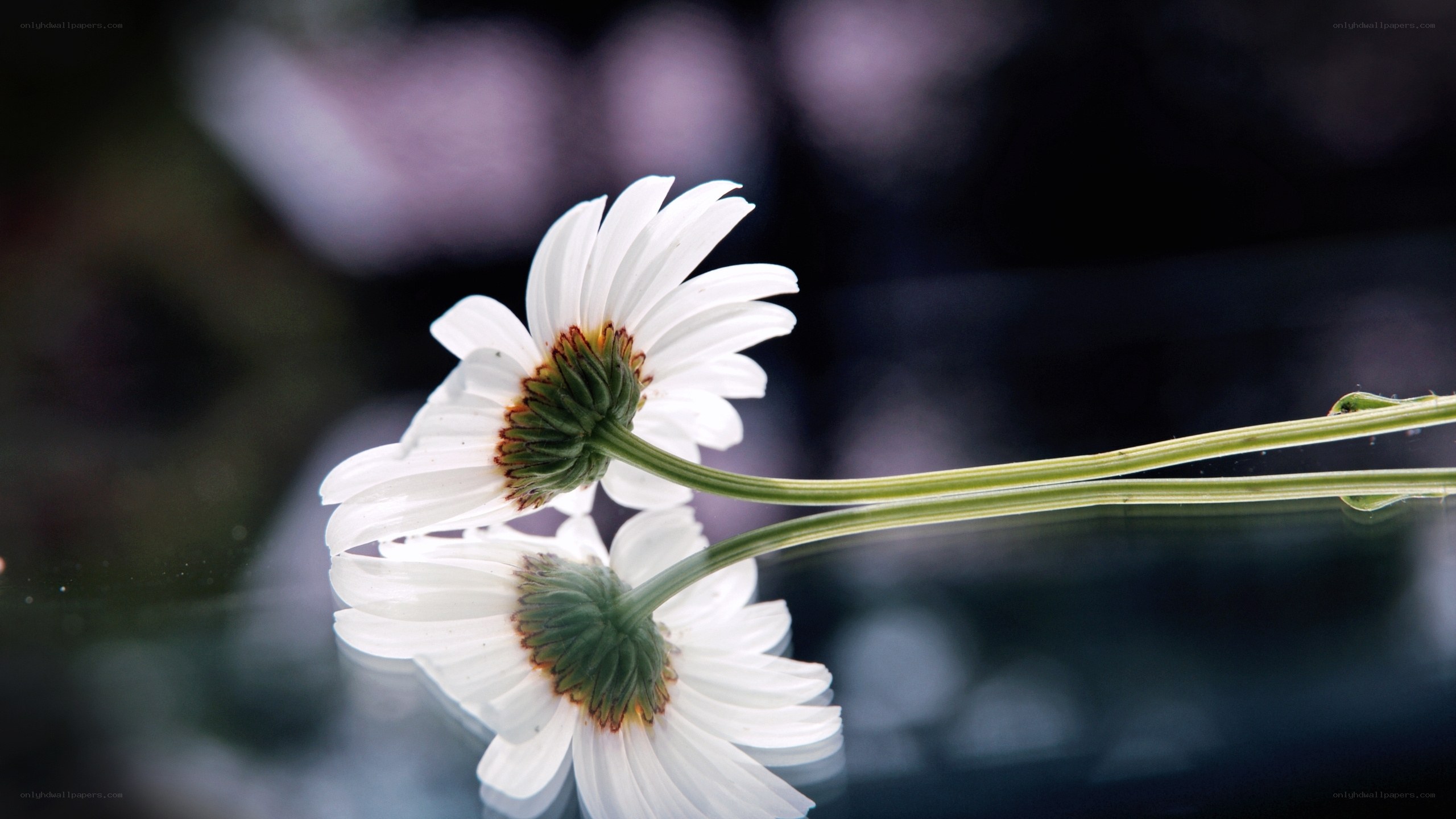White daisy with reflection