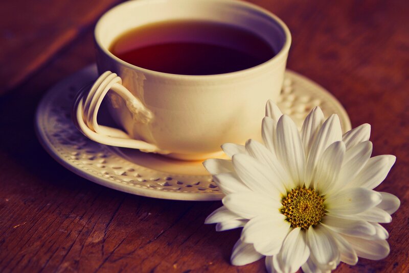 White Daisy with Tea Cup
