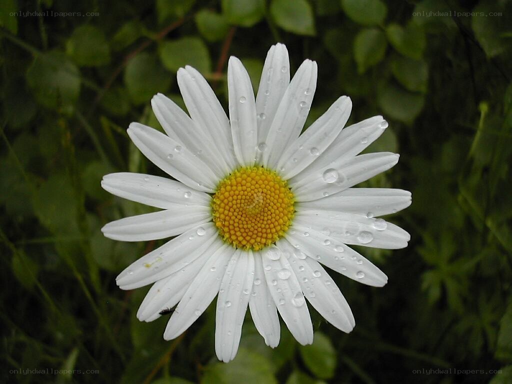 White daisy with water droplets