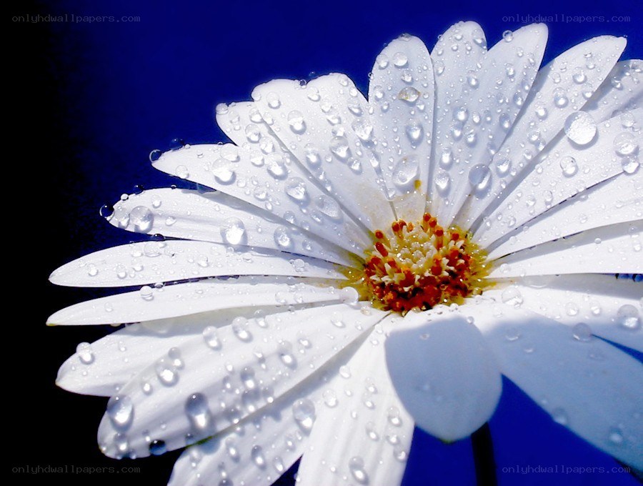 White daisy with water droplets