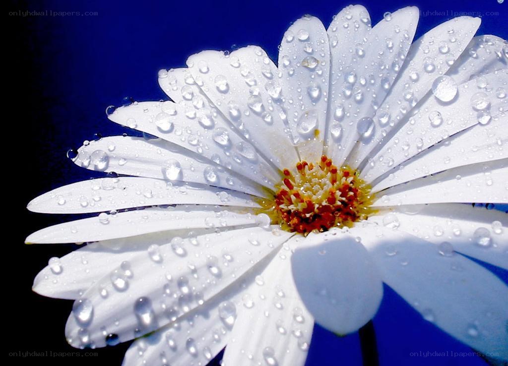 White daisy with water droplets