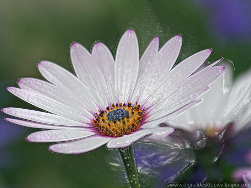 white daisy with water droplets