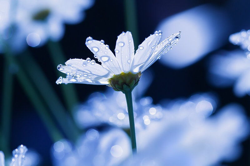 White Daisy with Water Droplets — Blue, Serene, Morning