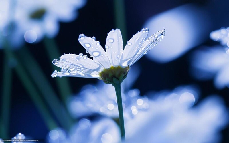 White Daisy with Water Droplets — Blue, Serene, Night, Photograph, Water Droplets