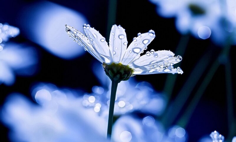 White Daisy with Water Droplets — Blue, Serene, Night
