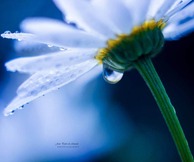 White Daisy with Water Droplets — Blue, Serene