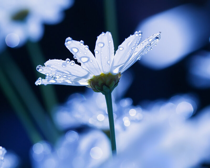 White Daisy with Water Droplets — Blue