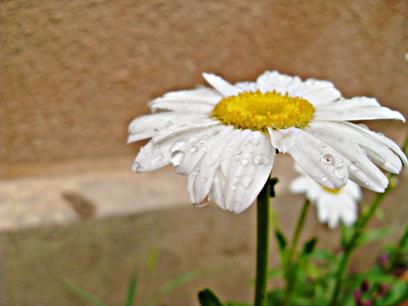White Daisy with Water Droplets — Calm