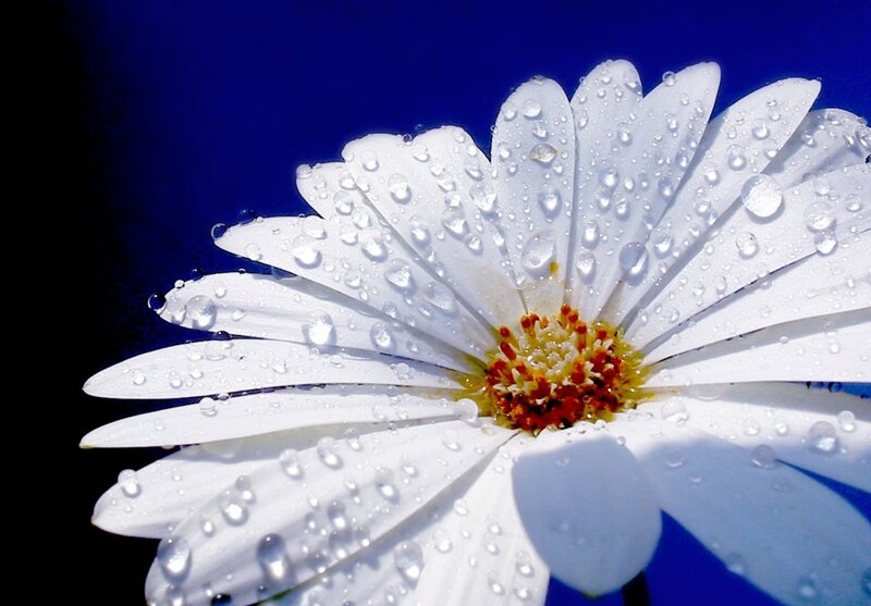 White Daisy with Water Droplets — Dramatic, Photograph