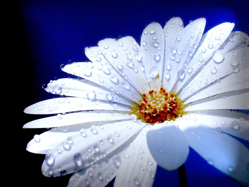 White Daisy with Water Droplets — Dramatic, Photograph, Water Droplets