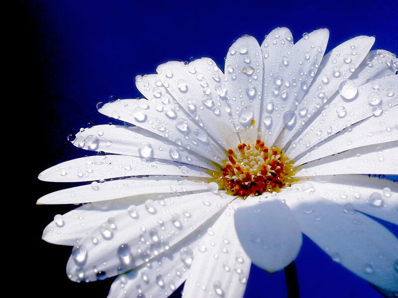 White Daisy with Water Droplets — Dramatic