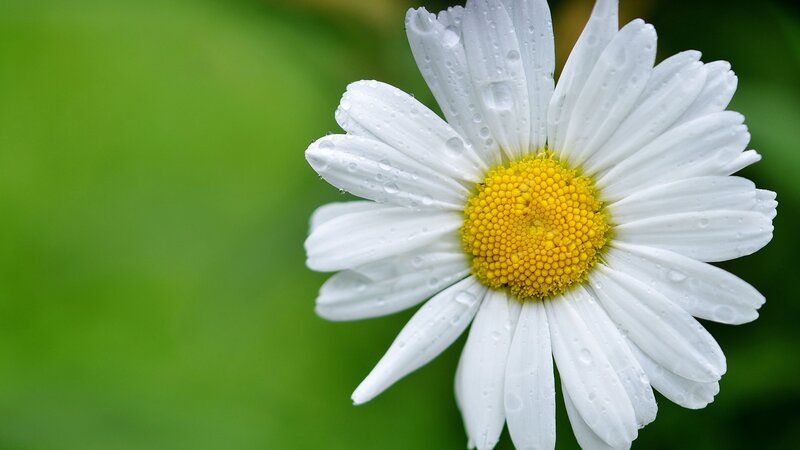 White Daisy with Water Droplets — Serene, Morning