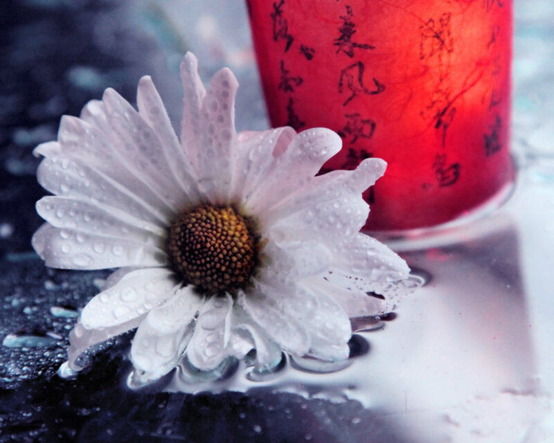 White Daisy with Water Droplets — Serene, Photograph, Red Lantern