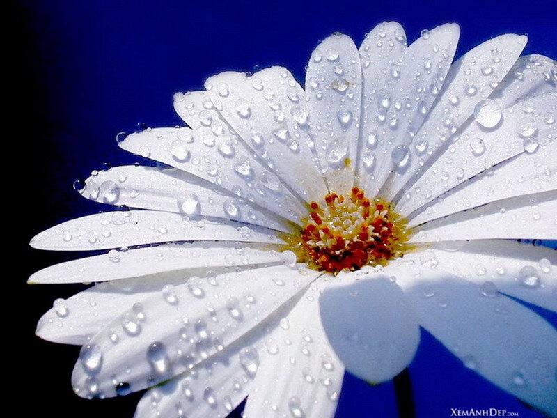 White Daisy with Water Droplets — Serene, Photograph
