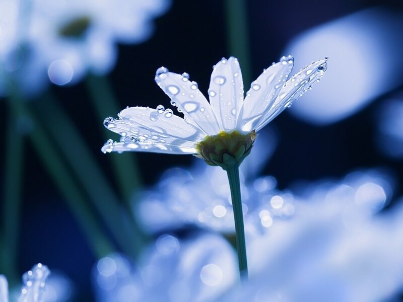 White Daisy with Water Droplets — Serene