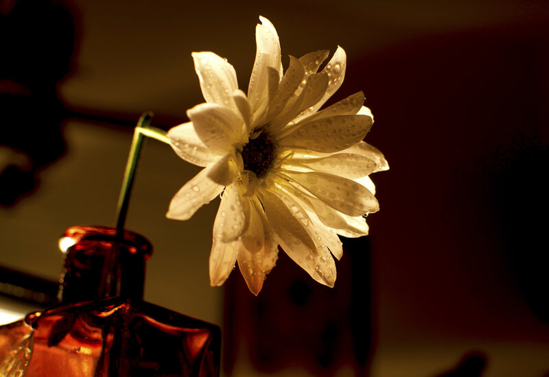 White Daisy with Water Droplets — Yellow