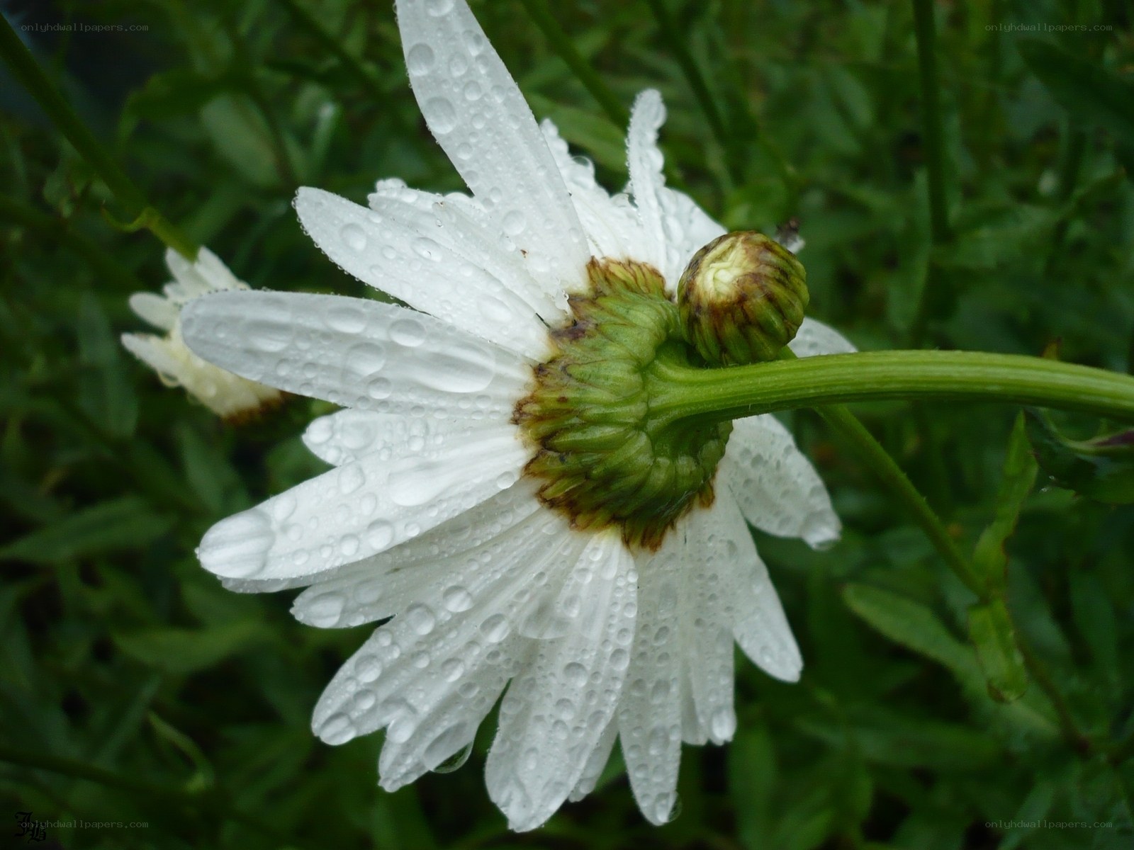 White daisy with water droplets