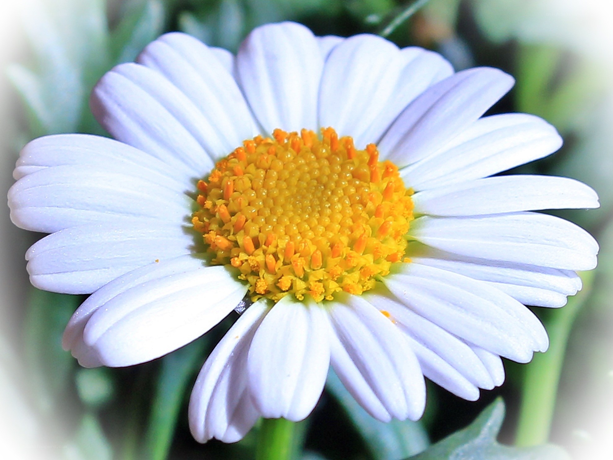 White daisy with yellow center