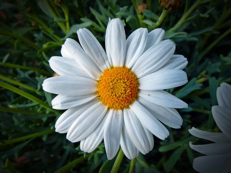White daisy with yellow center
