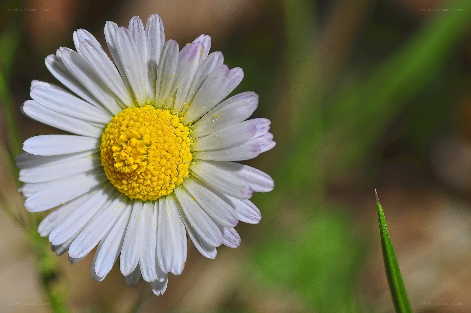White daisy with yellow center