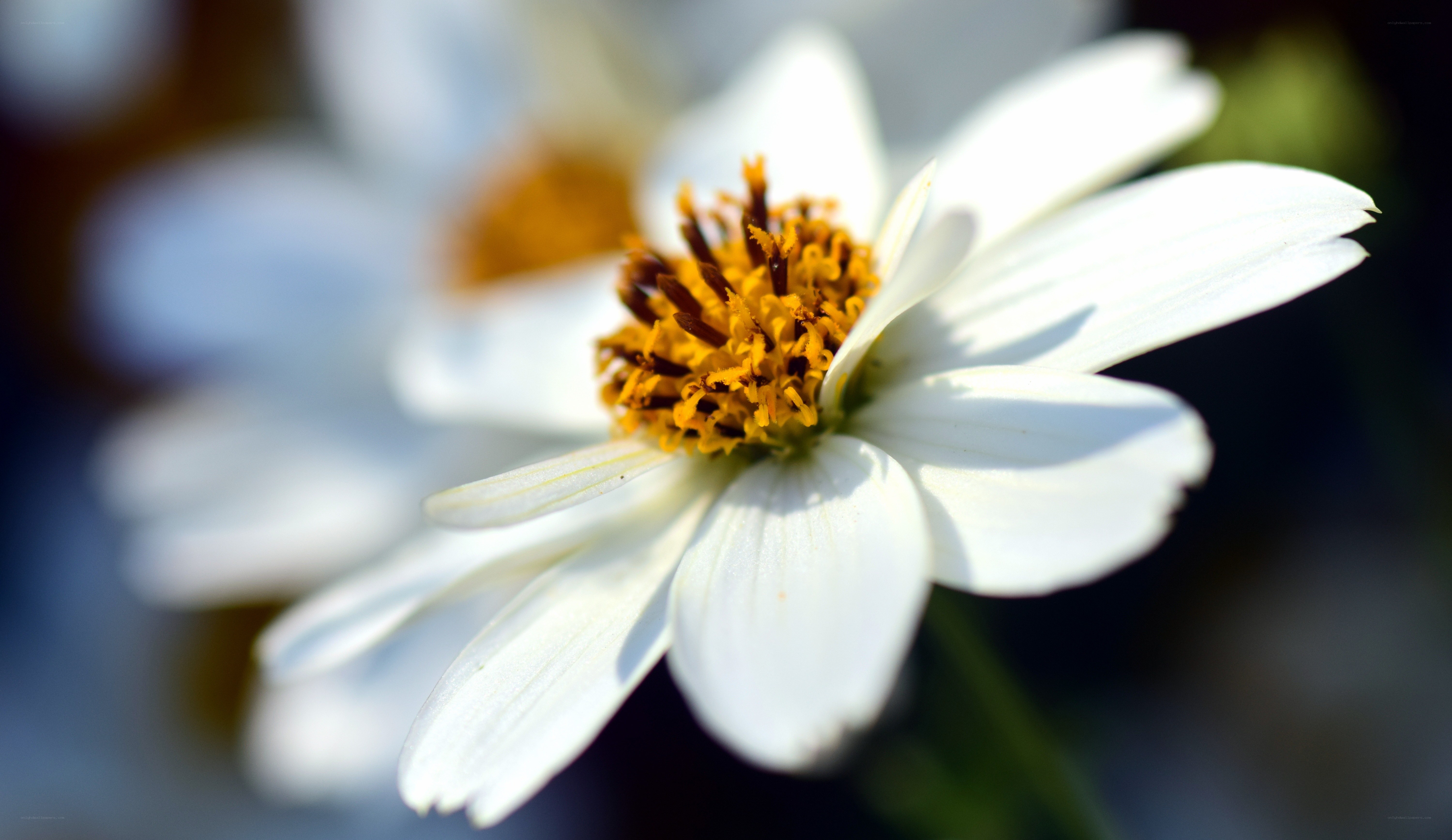 White daisy with yellow center