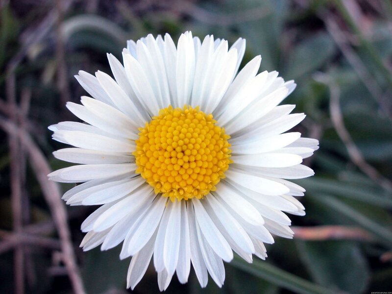 white daisy with yellow center