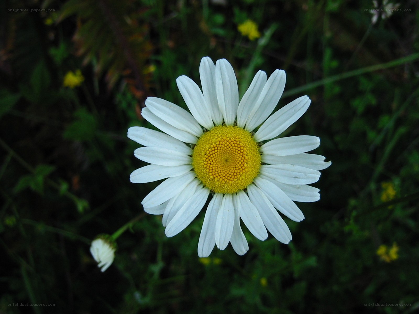 White daisy with yellow center