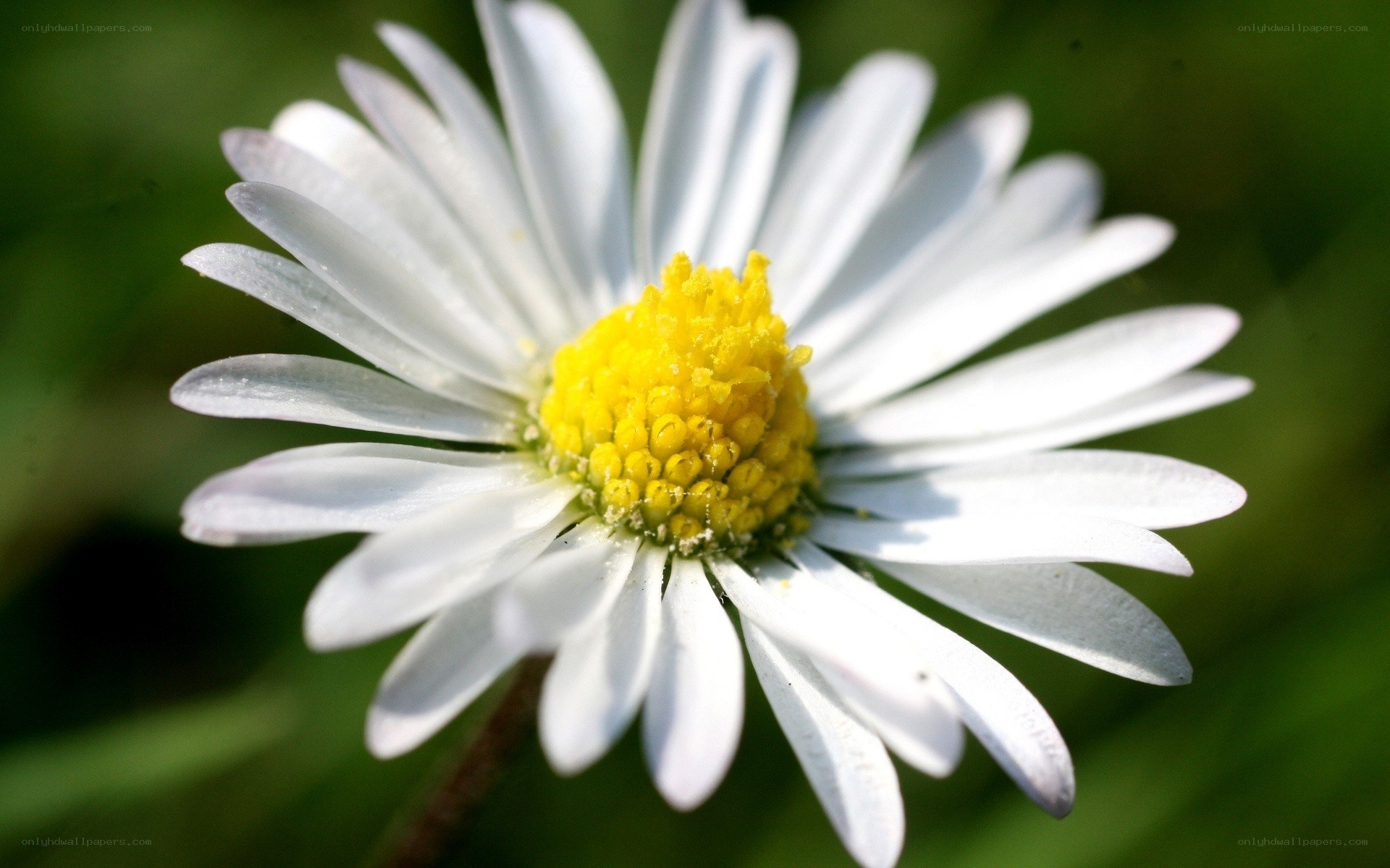 White daisy with yellow center