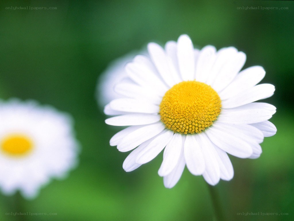 White daisy with yellow center