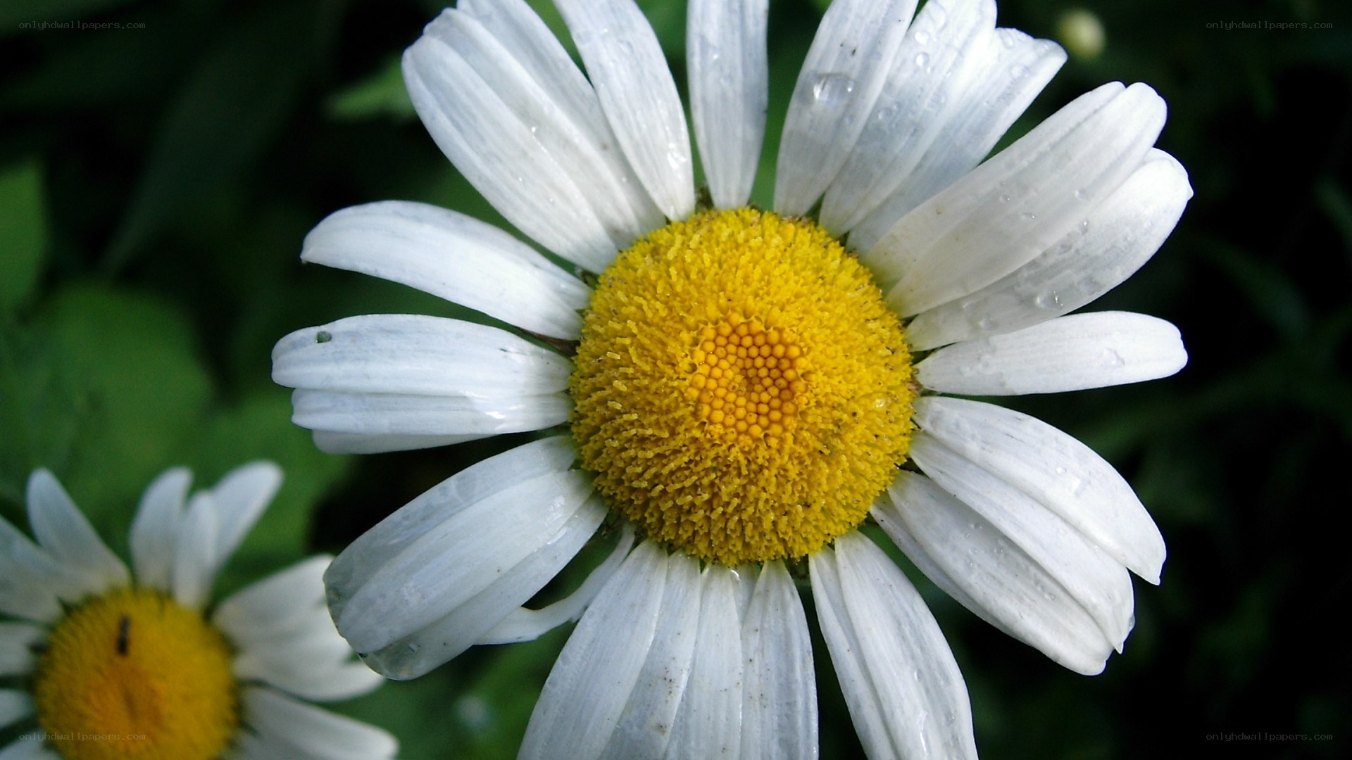 White daisy with yellow center
