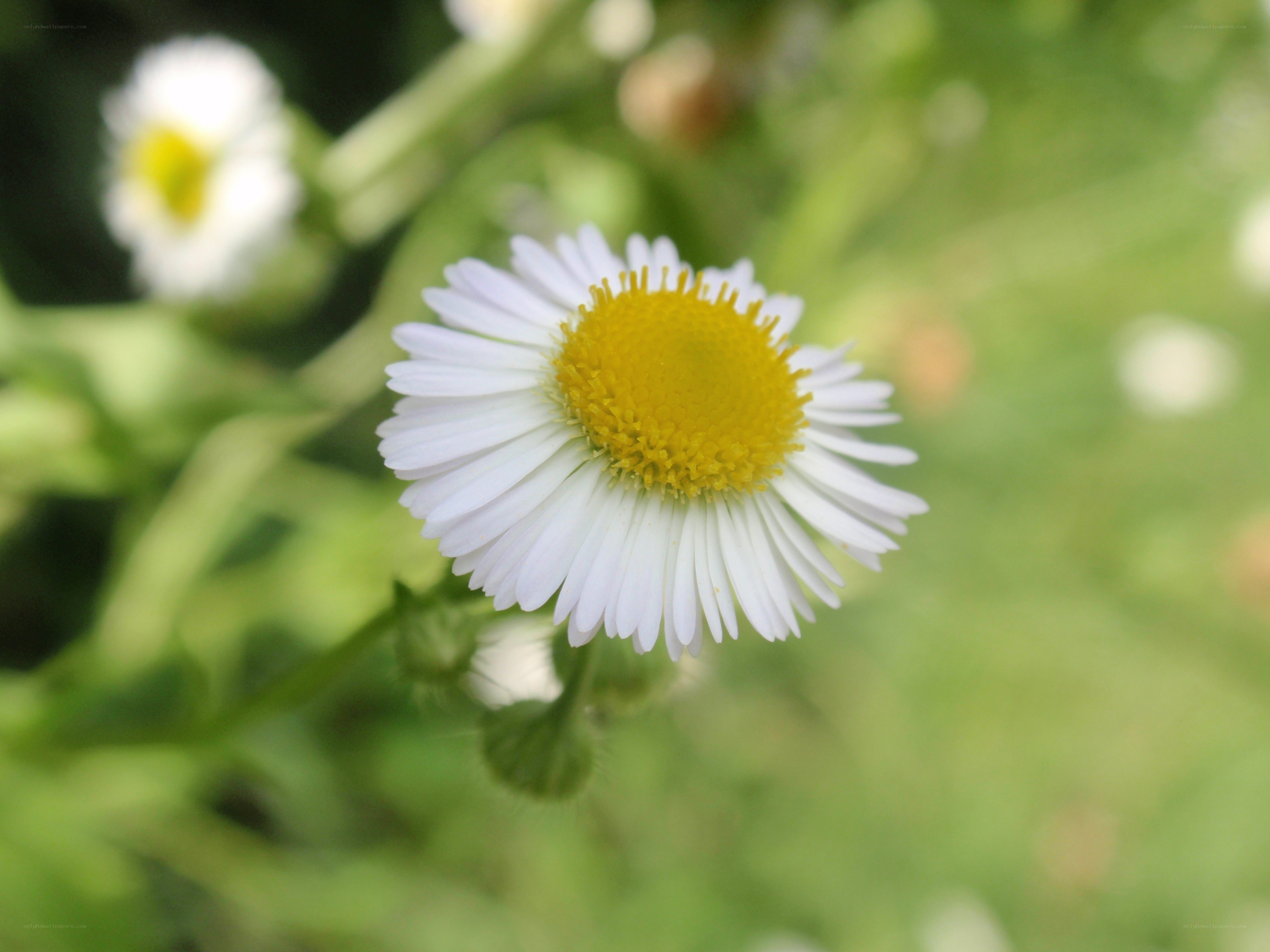 white daisy with yellow center