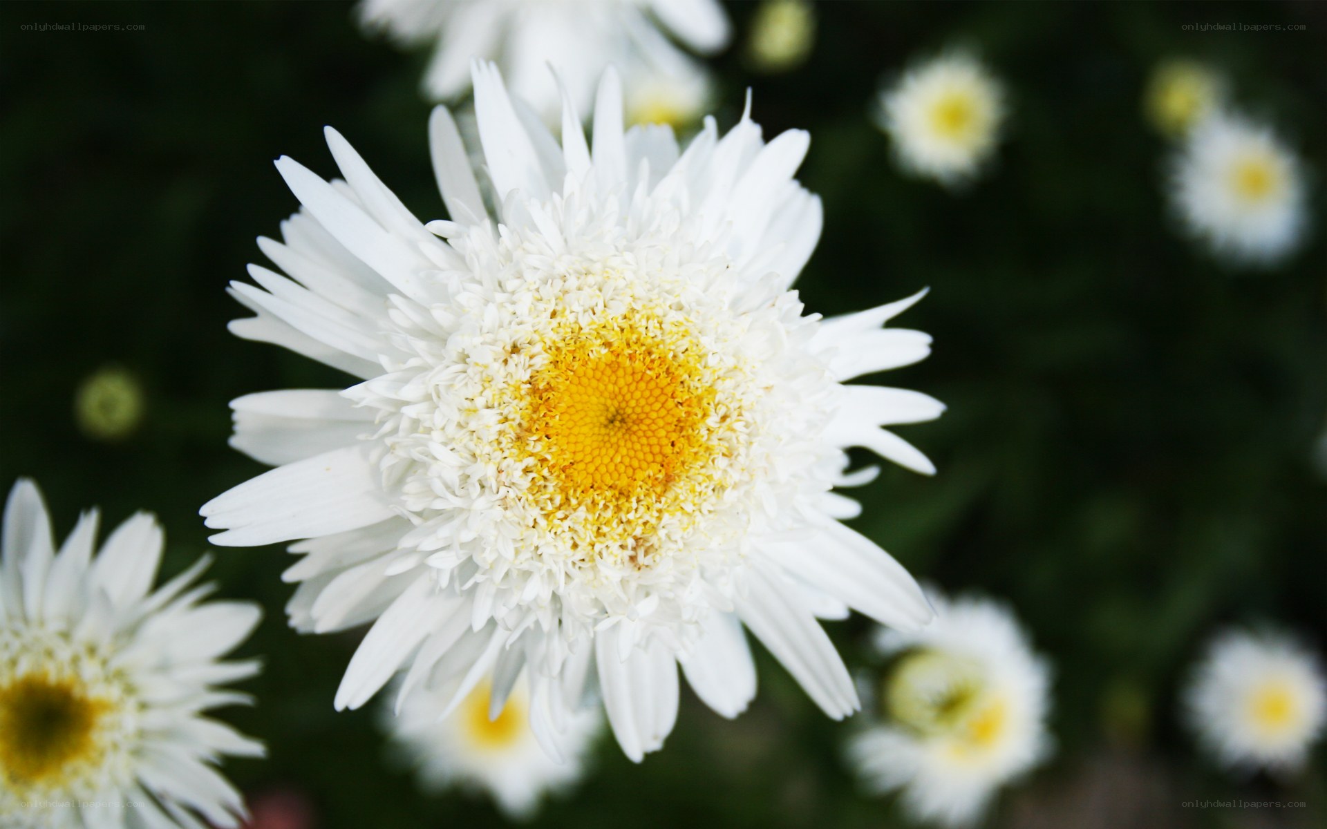 White daisy with yellow center