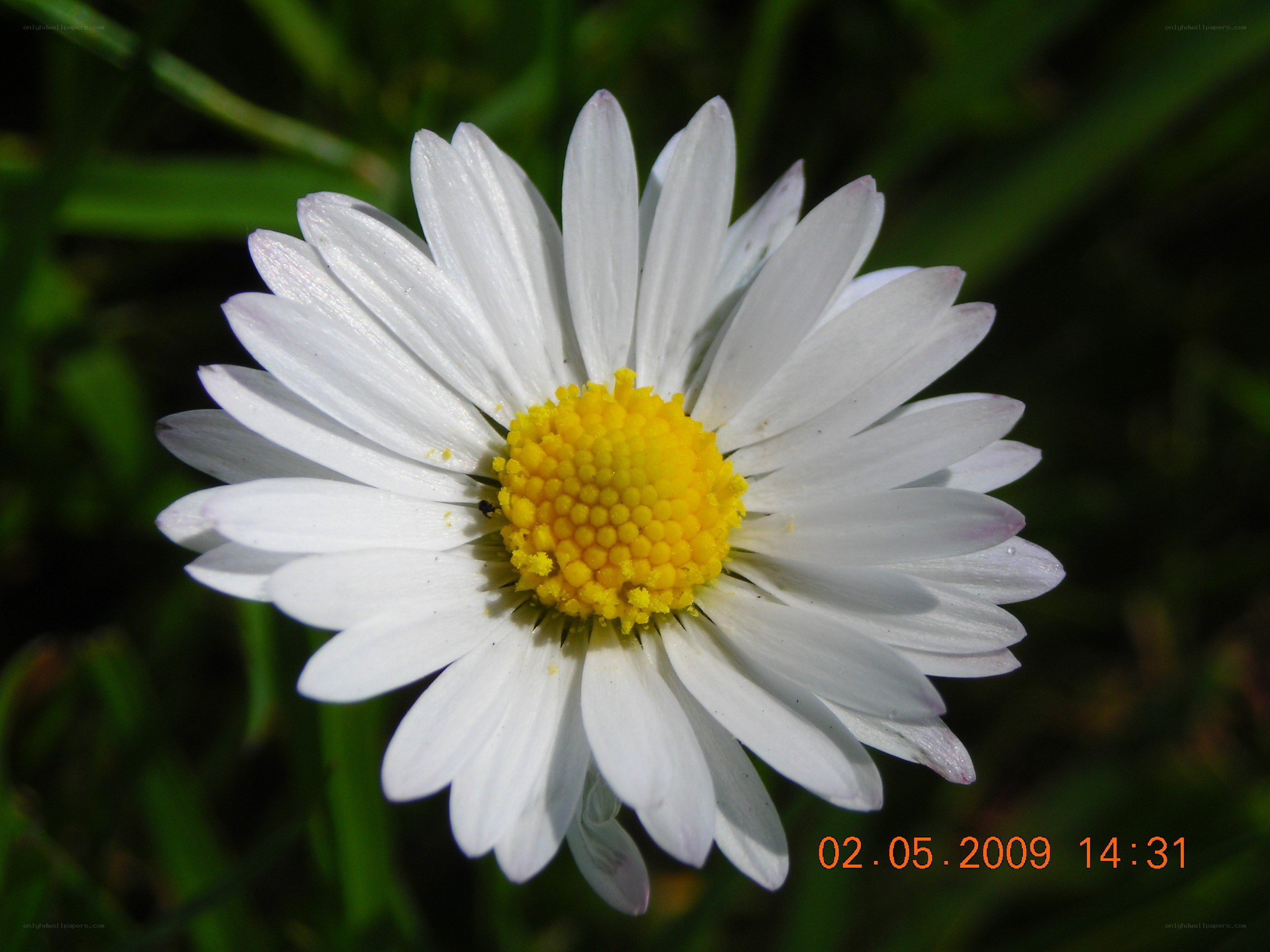 White daisy with yellow center