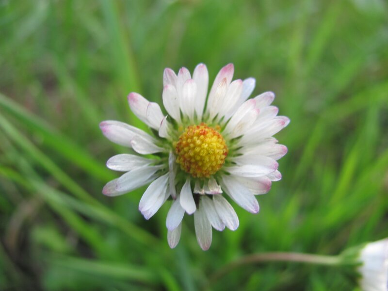 white daisy with yellow center